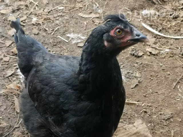Gallinas pollitas gallitos kike