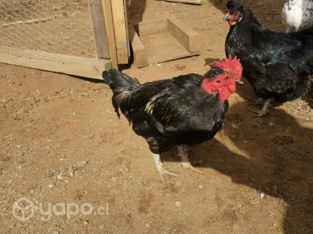 Gallinas pollitas gallitos kike