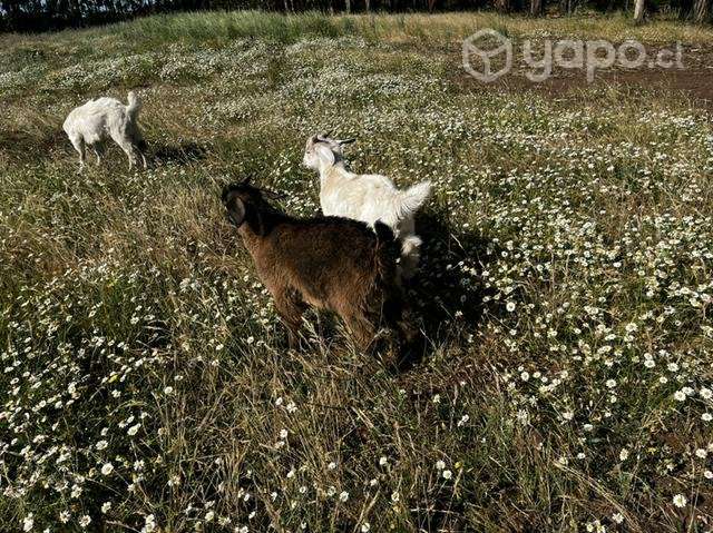 Chivos - Imagen 4