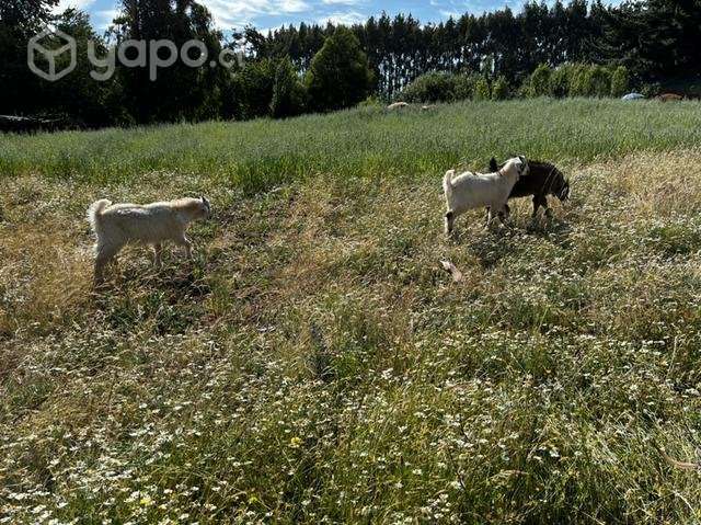 Chivos - Imagen 6