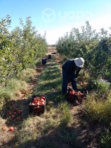 Vinagre de manzana con madre