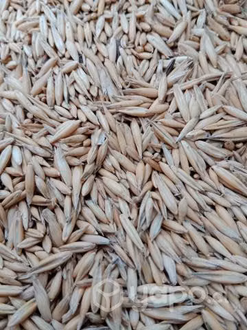 Avena supernova