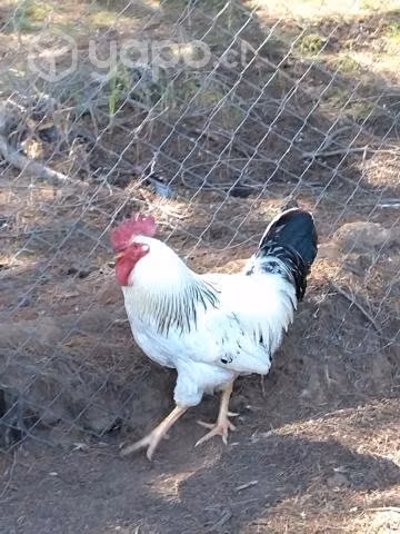 Gallo Raza Sussex
