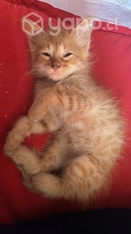 Doy en adopcion