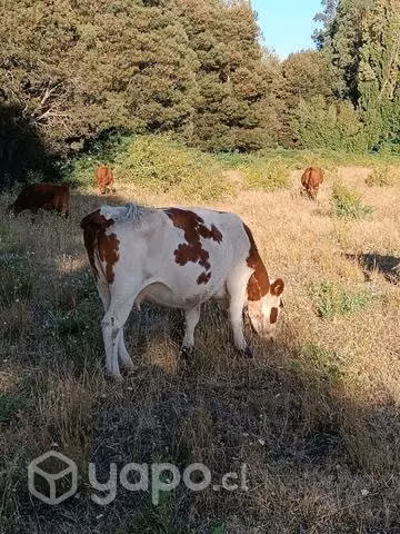 Vaca preñada