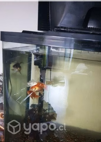 Pescera Boyu - Imagen 3