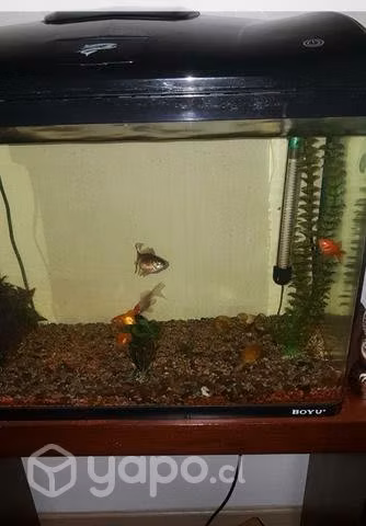 Pescera Boyu - Imagen 4