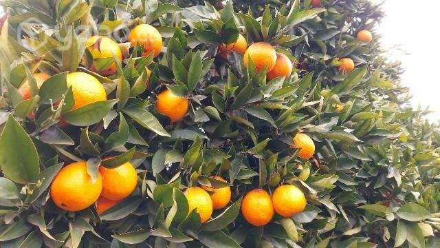 Naranja valencia - Imagen 2