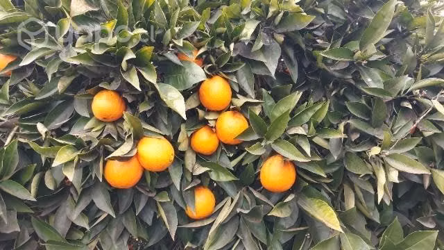 Naranja valencia