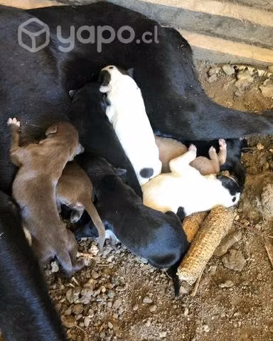 Cachorros en adopcion