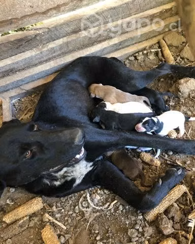 Cachorros en adopcion
