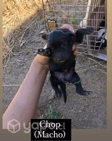 Adopcion cachorros