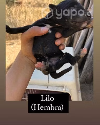 Adopcion cachorros