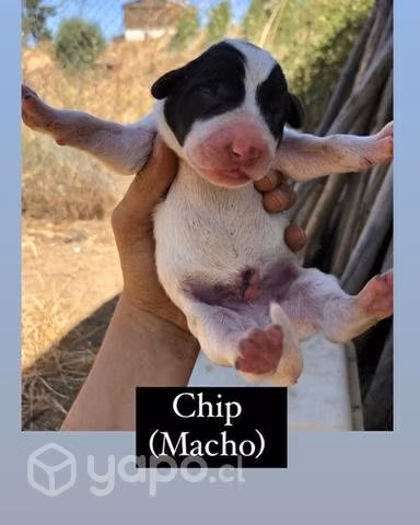 Adopcion cachorros
