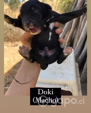 Adopcion cachorros