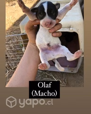 Adopcion cachorros