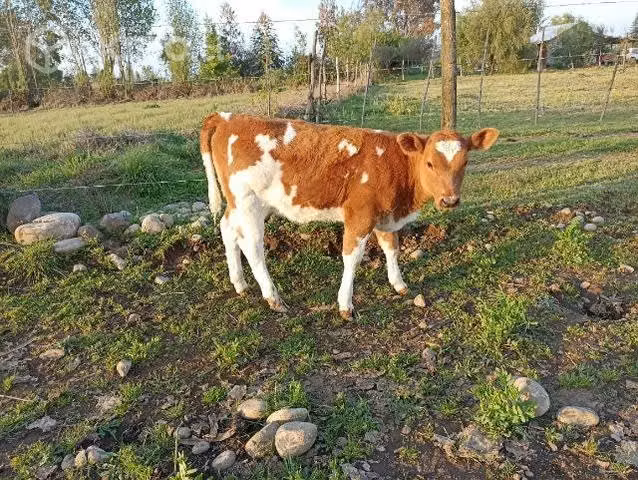 Vaca parida
