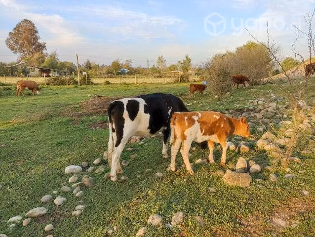 Vaca parida