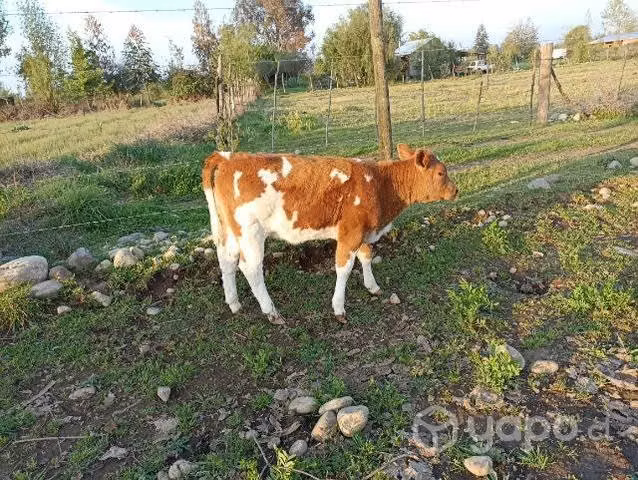 Vaca parida