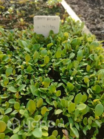 Árboles nativos para reforestar