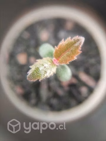 Árboles nativos para reforestar