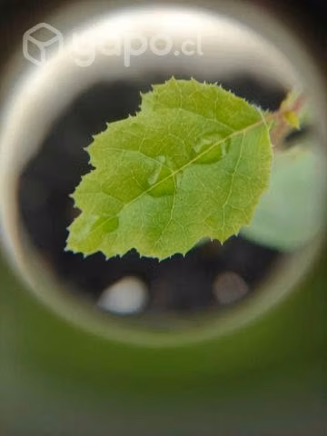 Árboles nativos para reforestar