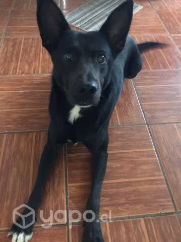 Perrito en adopción - Imagen 3