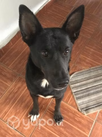 Perrito en adopción - Imagen 4