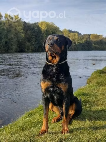 Rottweiler