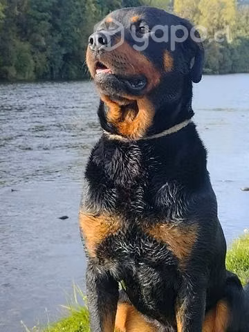 Rottweiler