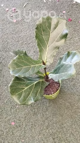 Ficus lyrata o pera