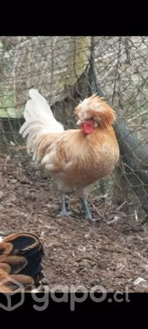 Gallito joven paduano gallo de 1 año - Imagen 3