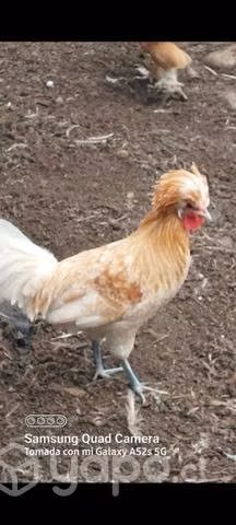 Gallito joven paduano gallo de 1 año - Imagen 4