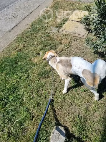 Regalo mi cachorro