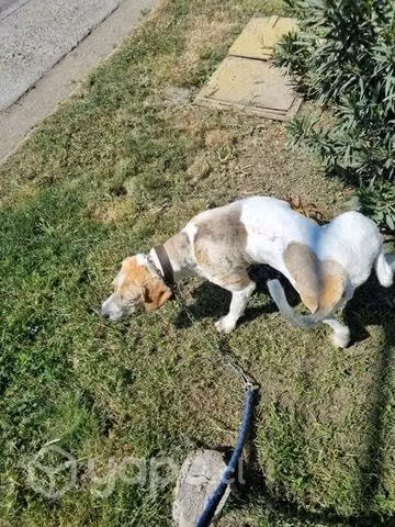 Regalo mi cachorro