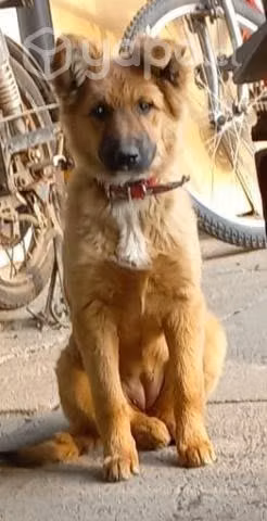 Perrita en adopción