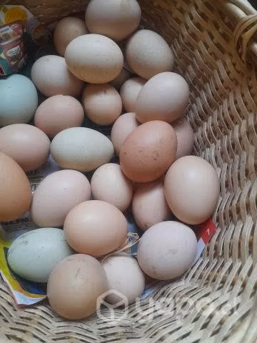Huevos de Campo