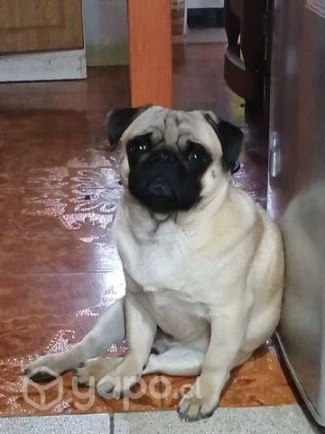 Facu busca polola.