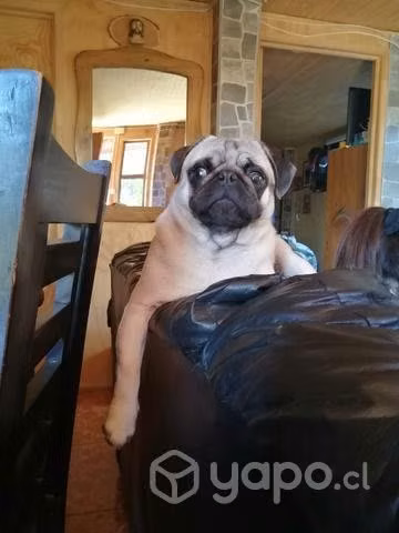 Facu busca polola.