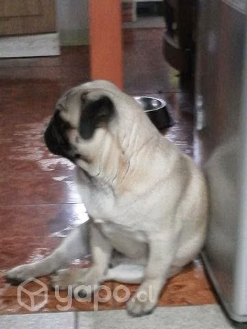 Facu busca polola.