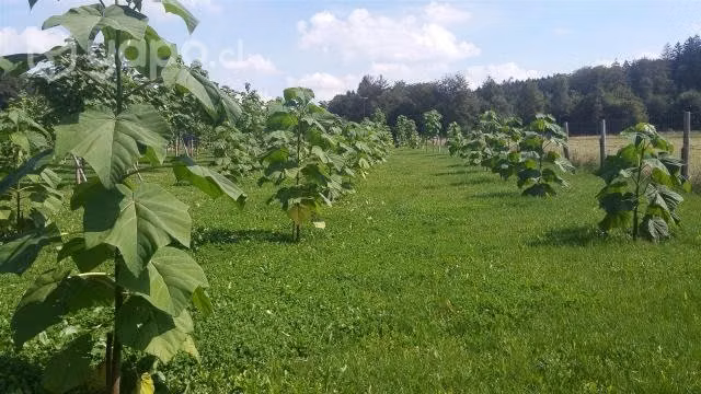 Plantas de Paulownia Híbridas, cortafuego verde