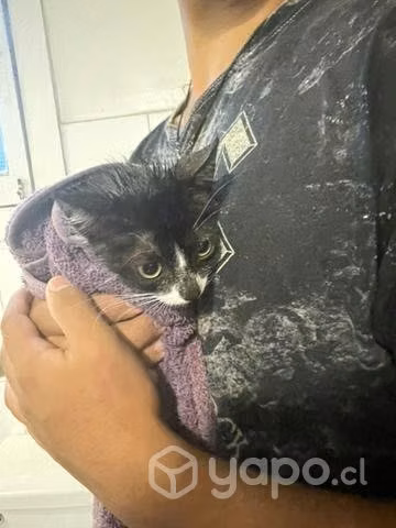Se regala gatita