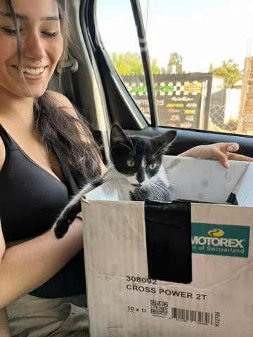 Se regala gatita - Imagen 6