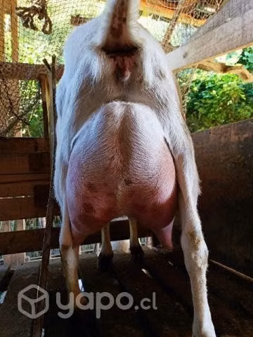 Cabras y chivato lecheros - Imagen 5
