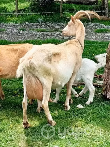 Cabras y chivato lecheros - Imagen 6