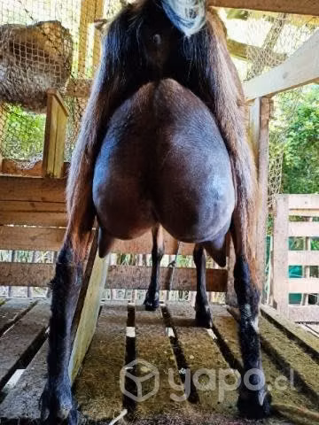 Cabras y chivato lecheros - Imagen 4