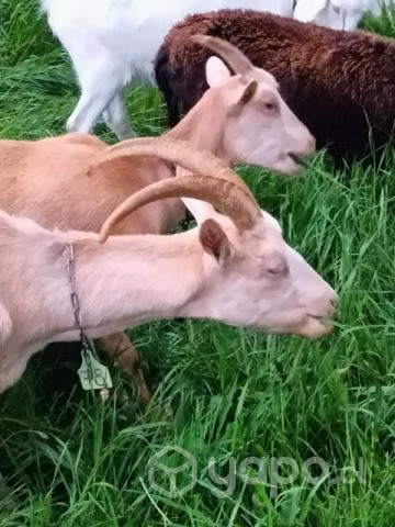 Cabras y chivato lecheros - Imagen 3