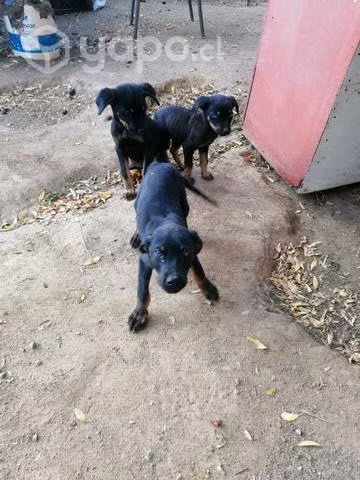 Regalo cachorros