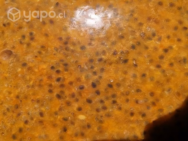 Pulpas Fruta Congeladas