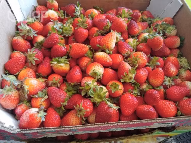 Frutas